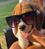 Chiot Beagle tricolore, Animaux & Accessoires, Chiens | Beagles, Bassets & Chiens courants, Particulier, Un chien, Belgique, 8 à 15 semaines