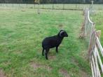 Ouessant, Dieren en Toebehoren, Mannelijk, Schaap, 0 tot 2 jaar