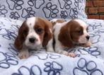Cavalier king charles spaniel pups, CDV (hondenziekte), Teef, 8 tot 15 weken, België