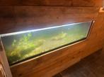 Aquarium op stalen frame, Dieren en Toebehoren, Ophalen, Gebruikt
