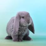 Frans hangoor konijntje - konijn - konijnen, Dieren en Toebehoren, Mannelijk, Groot, Hangoor, 0 tot 2 jaar