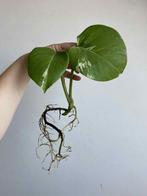 Monstera Deliciosa Variegata nr9, Huis en Inrichting, Kamerplanten, Ophalen of Verzenden