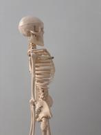 Anatomisch menselijk skelet, Diversen, Schoolbenodigdheden, Ophalen, Zo goed als nieuw