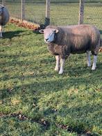engelse texel ram, Mâle, Mouton, 3 à 5 ans