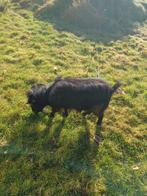 Drie volwassen + 1 lam geiten te koop, Dieren en Toebehoren