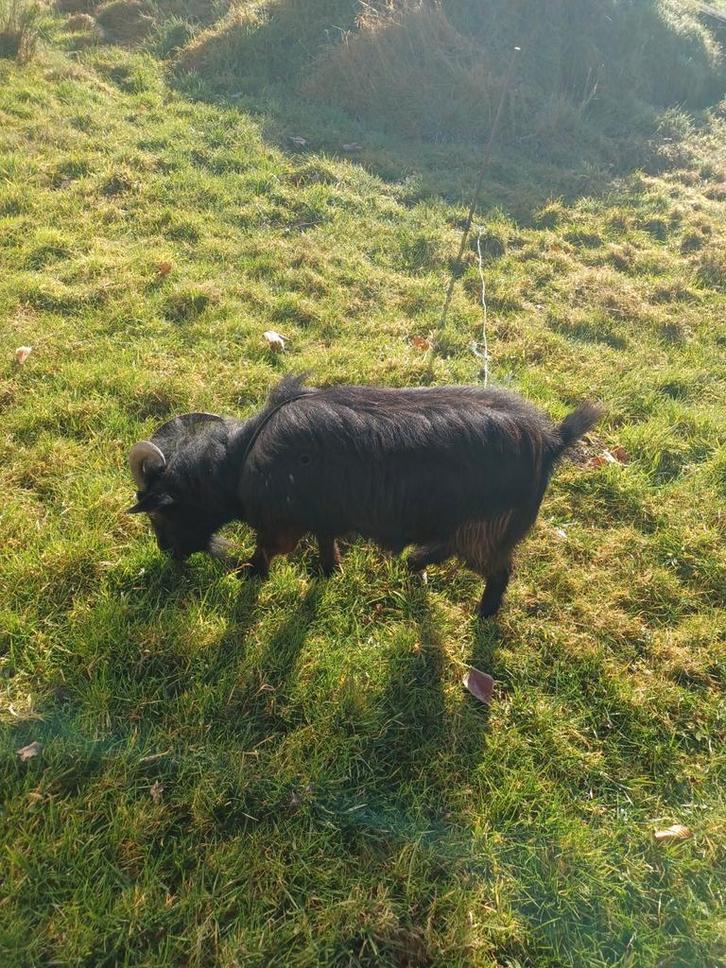 Drie volwassen + 1 lam geiten te koop, Dieren en Toebehoren, Schapen, Geiten en Varkens