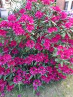 1 schitterende fuchsia RHODOdendro en 1 grote HIBISCUS!, Tuin en Terras, Struik, Ophalen, Rhododendron, 100 tot 250 cm