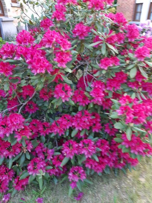 1 superbe RHODOdendro fushia et 1 grand HIBISCUS !, Jardin & Terrasse, Plantes | Arbustes & Haies, Arbuste, Rhododendron, 100 à 250 cm