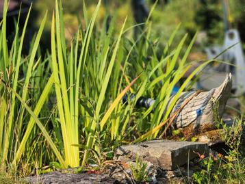 Gele lis (Iris pseudacorus) vijverplant zuiveringsplant beschikbaar voor biedingen