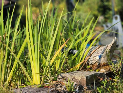 Gele lis (Iris pseudacorus) vijverplant zuiveringsplant, Tuin en Terras, Vijver-toebehoren, Zo goed als nieuw, Ophalen