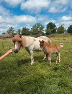 Shetlander + veulen, Dieren en Toebehoren, Pony's, Merrie, Zadelmak