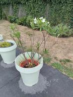 Plantenpot, Tuin en Terras, Ophalen, Gebruikt
