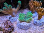 Koraal stekken (Euphyllia, Cyphastrea, Stylophora, ...), Animaux & Accessoires, Poissons | Poissons d'aquarium, Poisson de mer