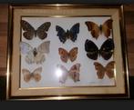 Frame met 9 vlinders, Ophalen of Verzenden, Zo goed als nieuw