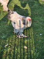 Brahma colombia hanen