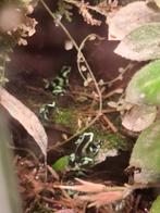 Dendrobates Auratus "Costa Rica" Nakweek Halfwas, Dieren en Toebehoren, Reptielen en Amfibieën, Amfibie, 0 tot 2 jaar