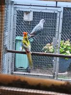 Koppel rossella, Dieren en Toebehoren, Vogels | Parkieten en Papegaaien