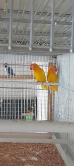 Personatas, Dieren en Toebehoren