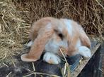 Jonge Franse hangoor konijnen, Meerdere dieren, Groot, Hangoor, 0 tot 2 jaar