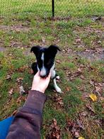 Border collie reutje zoekt een nieuw baasje, Dieren en Toebehoren, Honden | Herdershonden en Veedrijvers, België, Fokker | Hobbymatig