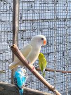 Dwergpapegaai agapornis roseicollis, Dieren en Toebehoren
