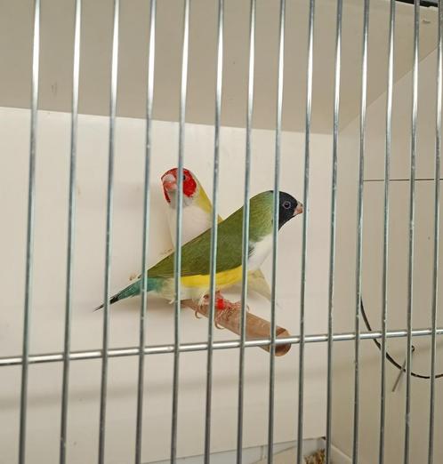 koppel gouldamandine, Dieren en Toebehoren, Vogels | Overige Vogels, Tropenvogel, Meerdere dieren, Tam