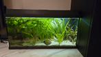 Vallisneria: gewone variant & giganteus aquarium plant, Ophalen, Zo goed als nieuw