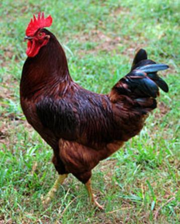 Hanen, Dieren en Toebehoren, Kip