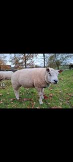 Ram schaap, Dieren en Toebehoren, Schapen, Geiten en Varkens, Schaap