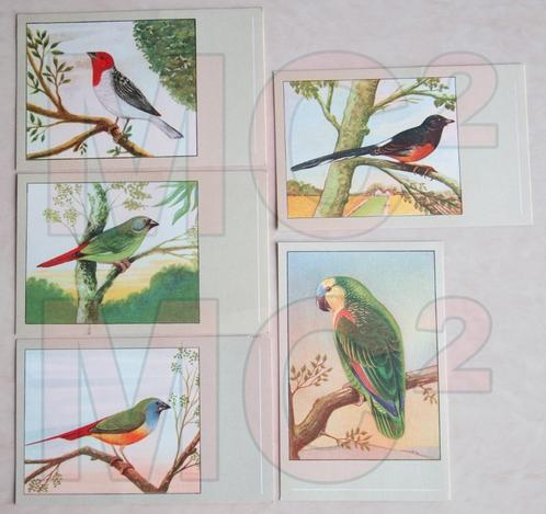 Prenten met VOGELS, Verzamelen, Foto's en Prenten, Prent, Verzenden