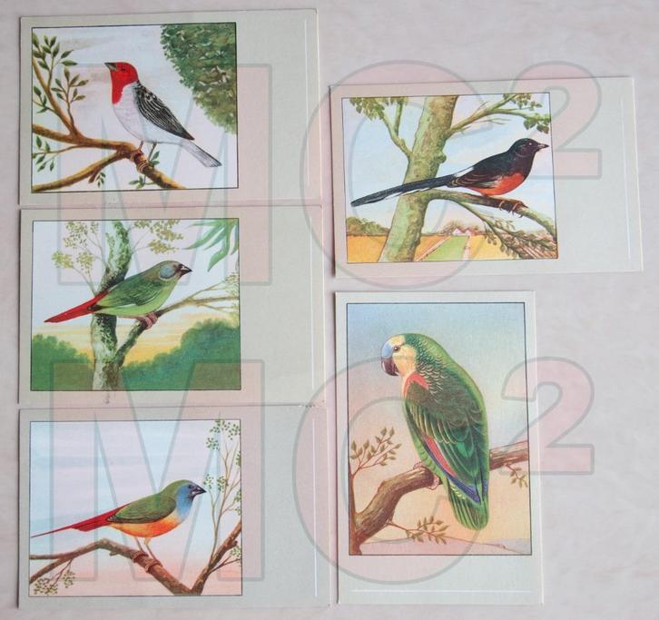 Prenten met VOGELS, Verzamelen, Foto's en Prenten, Prent, Verzenden