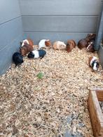 Jonge cavia beertjes en zeugjes, Dieren en Toebehoren, Knaagdieren, Cavia