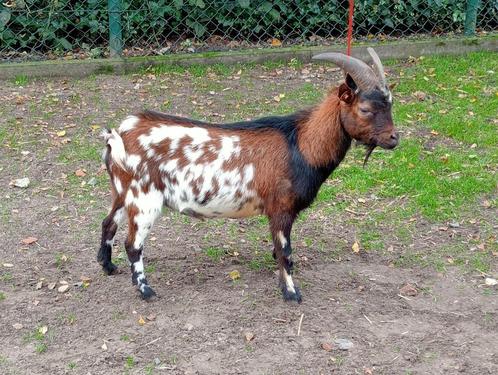 Dwerggeiten, Dieren en Toebehoren, Schapen, Geiten en Varkens, Geit, Mannelijk, 3 tot 5 jaar