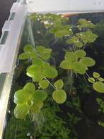 Kikkerbeet, Limnobium, Enlèvement ou Envoi, Neuf, Plante(s), Pierre ou Bois