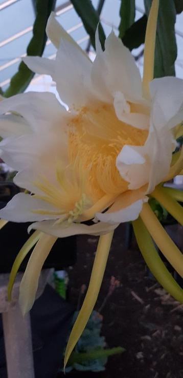 Dragonfruit cactus – Spectaculaire bloemen & vruchten beschikbaar voor biedingen