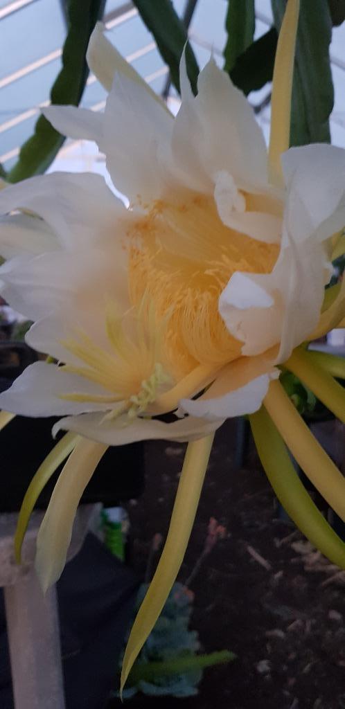 Dragonfruit cactus – Spectaculaire bloemen & vruchten, Huis en Inrichting, Kamerplanten, Cactus, Ophalen of Verzenden