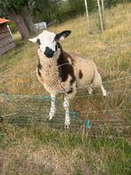 Baggerbonte bok, Dieren en Toebehoren, Schapen, Geiten en Varkens, Mannelijk, Schaap, 0 tot 2 jaar
