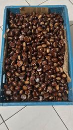 Biologische kastanjes verkopen te koop kassteinje, Ophalen of Verzenden