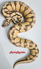 Python Regius, King Python, Ballpython