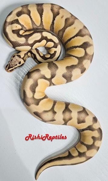 Python Regius, King Python, Ballpython 