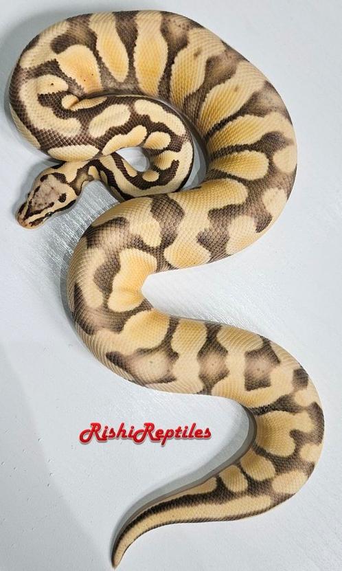 Python Regius, King Python, Ballpython, Animaux & Accessoires, Reptiles & Amphibiens