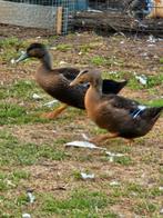 Prachtig trio rouaan eenden haan met 2 hennen., Dieren en Toebehoren, Pluimvee