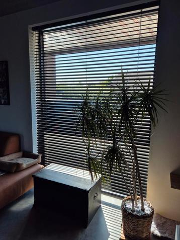 Kwantum Aluminium Jaloezie Bodine Zwart 50mm beschikbaar voor biedingen