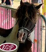 Hypoallergene gekrulde paardjes curly horses, Dieren en Toebehoren, Paarden, Gechipt