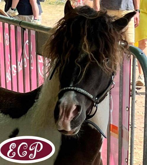 Hypoallergene gekrulde paardjes curly horses, Dieren en Toebehoren, Paarden, Met stamboom, Gechipt, Ontwormd, Ingeënt