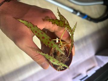 Begonia amphioxus beschikbaar voor biedingen