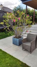 Oleander incl pot., Tuin en Terras, Bloembakken en Plantenbakken, Ophalen, Zo goed als nieuw