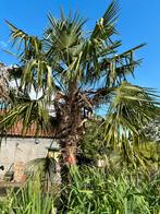 Grote Palmbomen prachtige kwaliteit, Tuin en Terras, Planten | Bomen, Ophalen