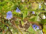 Chicorée, Tuin en Terras, Bloembollen en Zaden, Ophalen of Verzenden, Voorjaar, Zaad