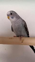 Grijze blackwing  blauwe bfbw man en Tcb's, Dieren en Toebehoren, Vogels | Parkieten en Papegaaien